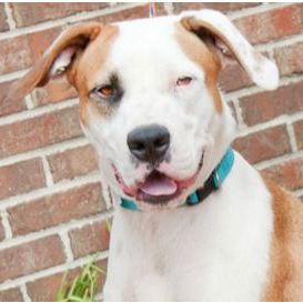 A Door Properties c/o Sonny Granger III